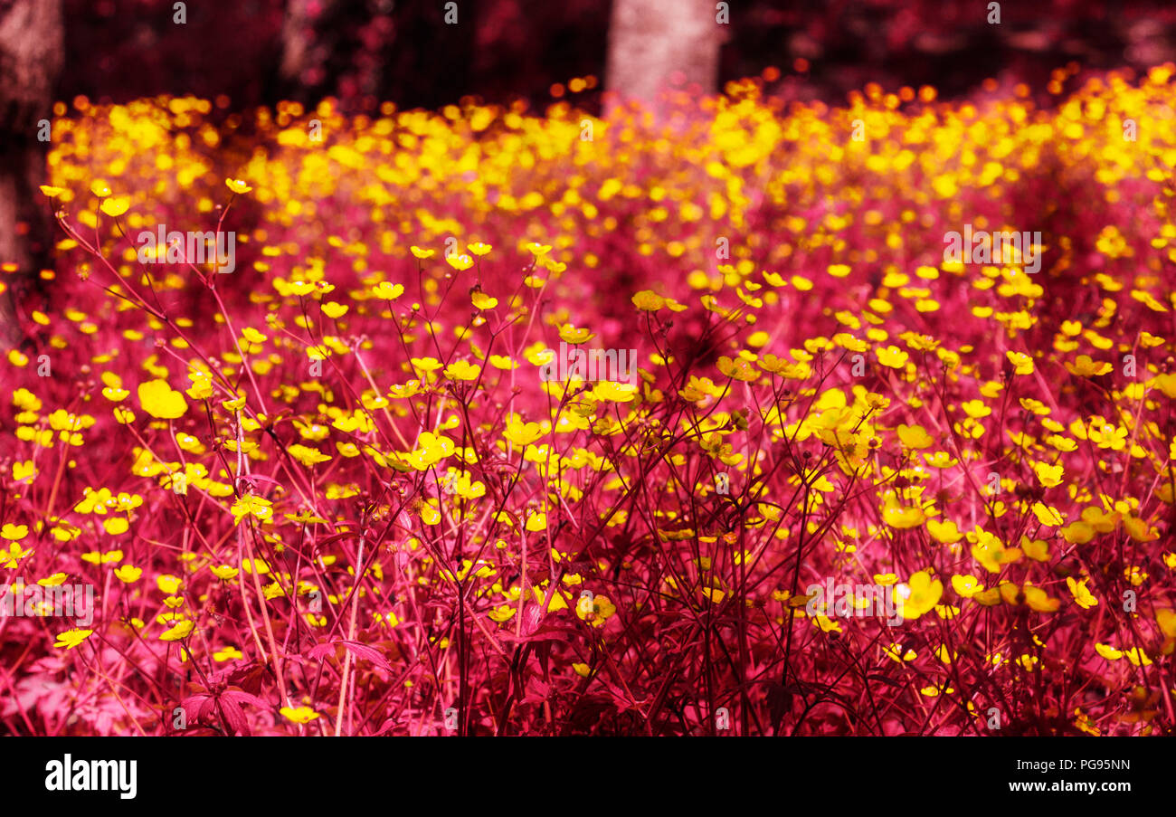 Ein Feld von gelben buttercup an einem sonnigen Tag, der ir-Effekt auf die grüne Farbe, stark und Schönheit der Farbkontrast zwischen den glänzend gelb a Stockfoto