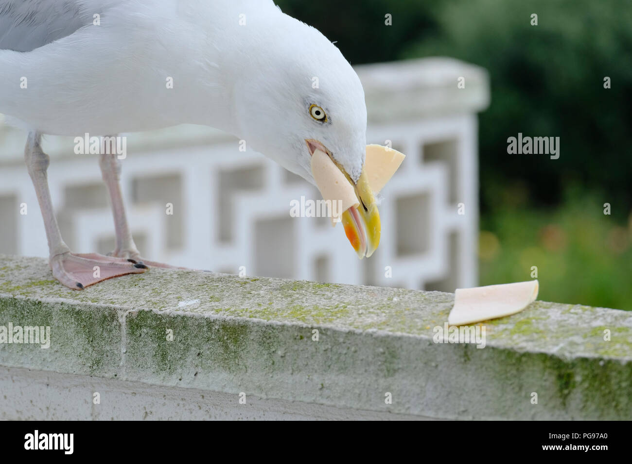 Europäische Silbermöwe essen ein Stück Huhn roll Stockfoto