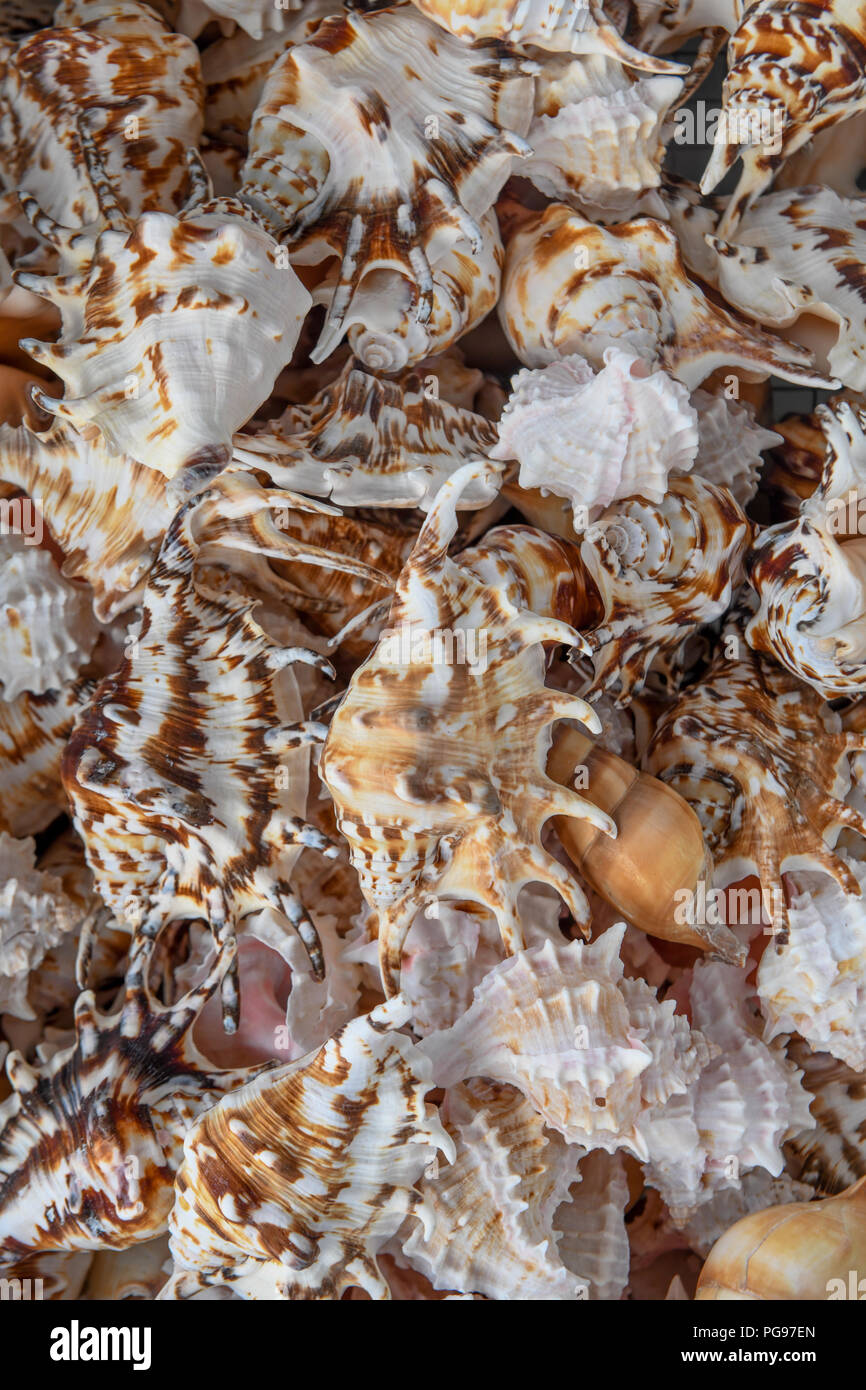 Spider Schalen aka Meer Schneckengehäusen und Wellhornschnecken Schalen in Sunset Beach North Carolina - Sammlung von bunten Muscheln Weichtiere exoskeletons Stockfoto