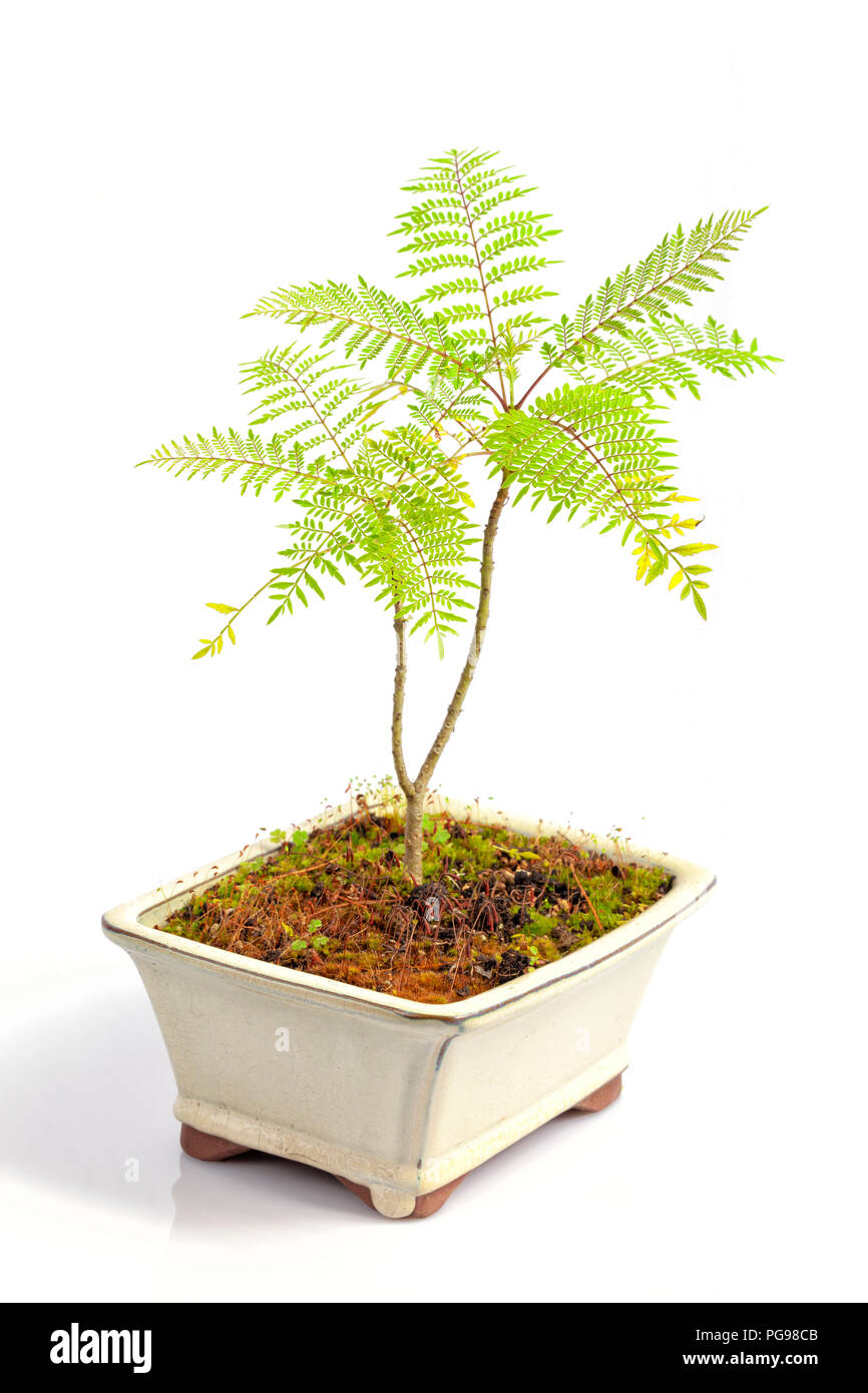 Kleine Jacaranda Mimosifolia bonsai drei Jahre alten isoliert auf Weiss. Stockfoto