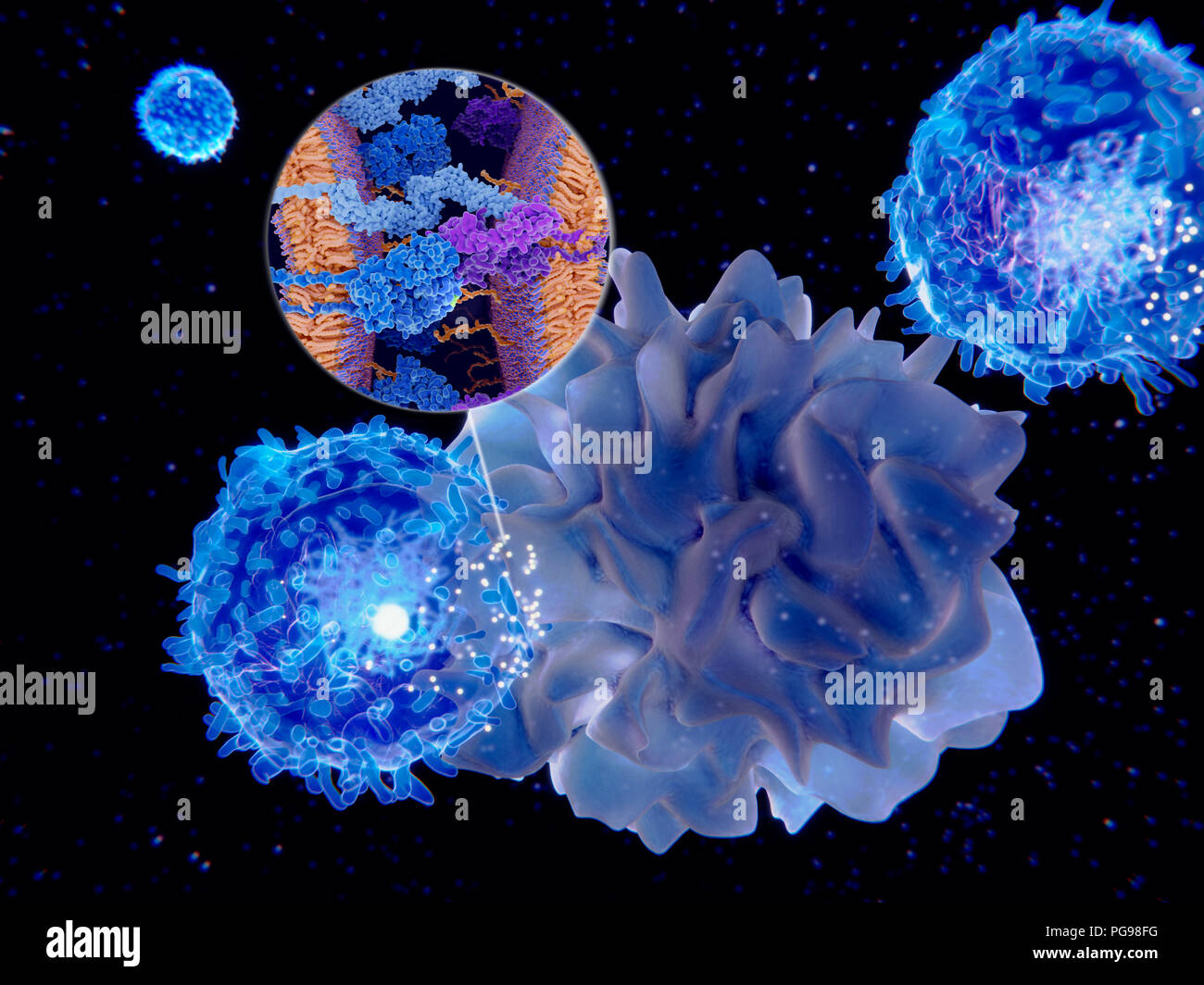 Immunantwort Aktivierung. Abbildung: Antigen-präsentierenden Zelle Aktivität. Dendritische Zellen (hell blau) dargestellt, die Antigene zu einem lymphoc Stockfoto