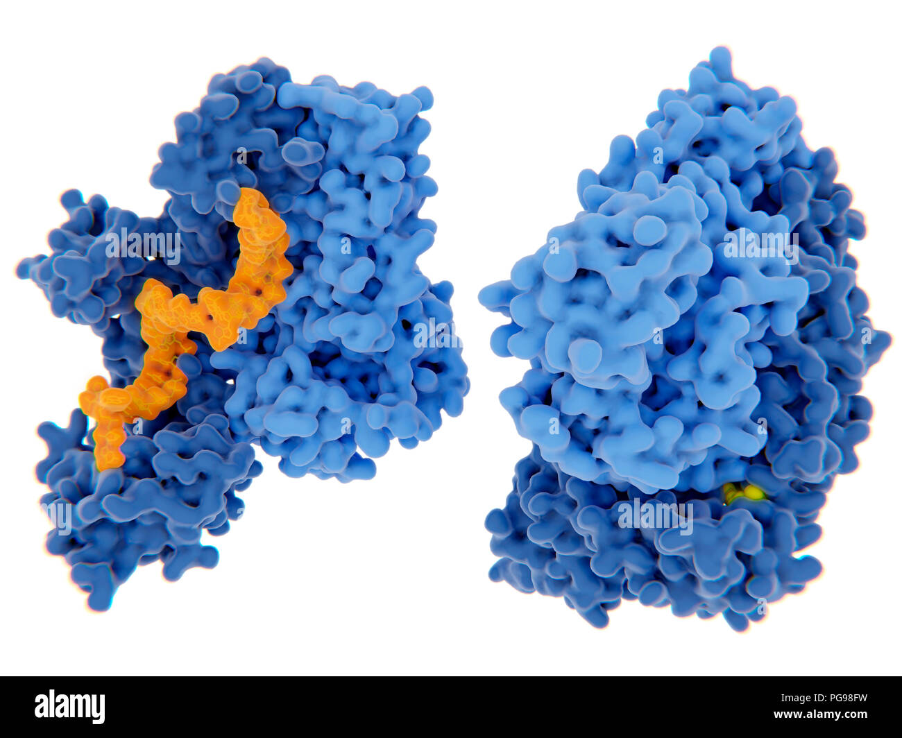 Die reverse Transkriptase von HIV-1-Hemmung, Illustration. Das human immunodeficiency virus Einzelstrang-RNA-Genom in Doppel umgewandelt wird Doppelstrang-DNA, die von der viralen reversen Transkriptase (blau) und dann die DNA in die DNA der infizierten menschlichen Zelle integriert ist. Die reverse Transkriptase ist eines der wichtigsten Ziele der Virus Vermehrung durch einen Inhibitor zu stören. Es gibt Nukleosid und Nukleotid-hemmer, nicht-nukleosidische Hemmer. Zwei Beispiele für diese Inhibitoren (gelb) dargestellt Bindung an die reverse Transkriptase. Stockfoto