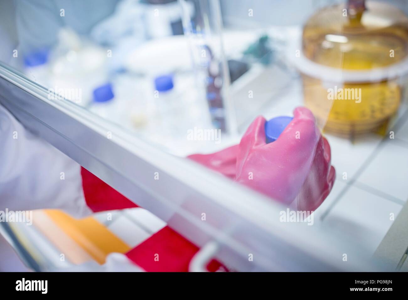 Labortechniker mit einem Laminardurchflußmesser mit Kapuze und dicke Handschuhe bei der Arbeit mit gefährlichen Chemikalien. Stockfoto