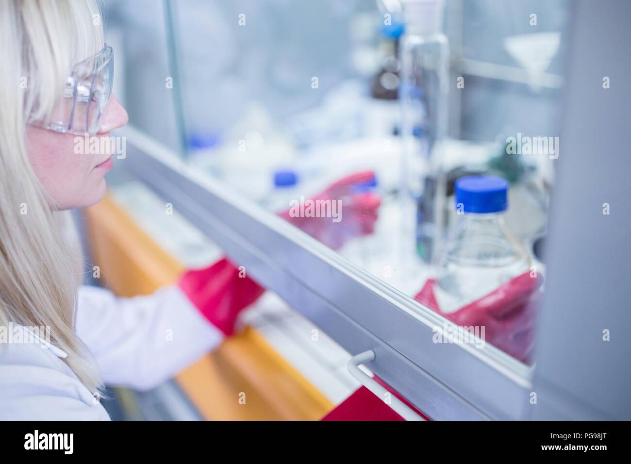 Labortechniker mit einem Laminardurchflußmesser mit Haube, dicke Handschuhe und Schutzbrille bei der Arbeit mit gefährlichen Chemikalien. Stockfoto