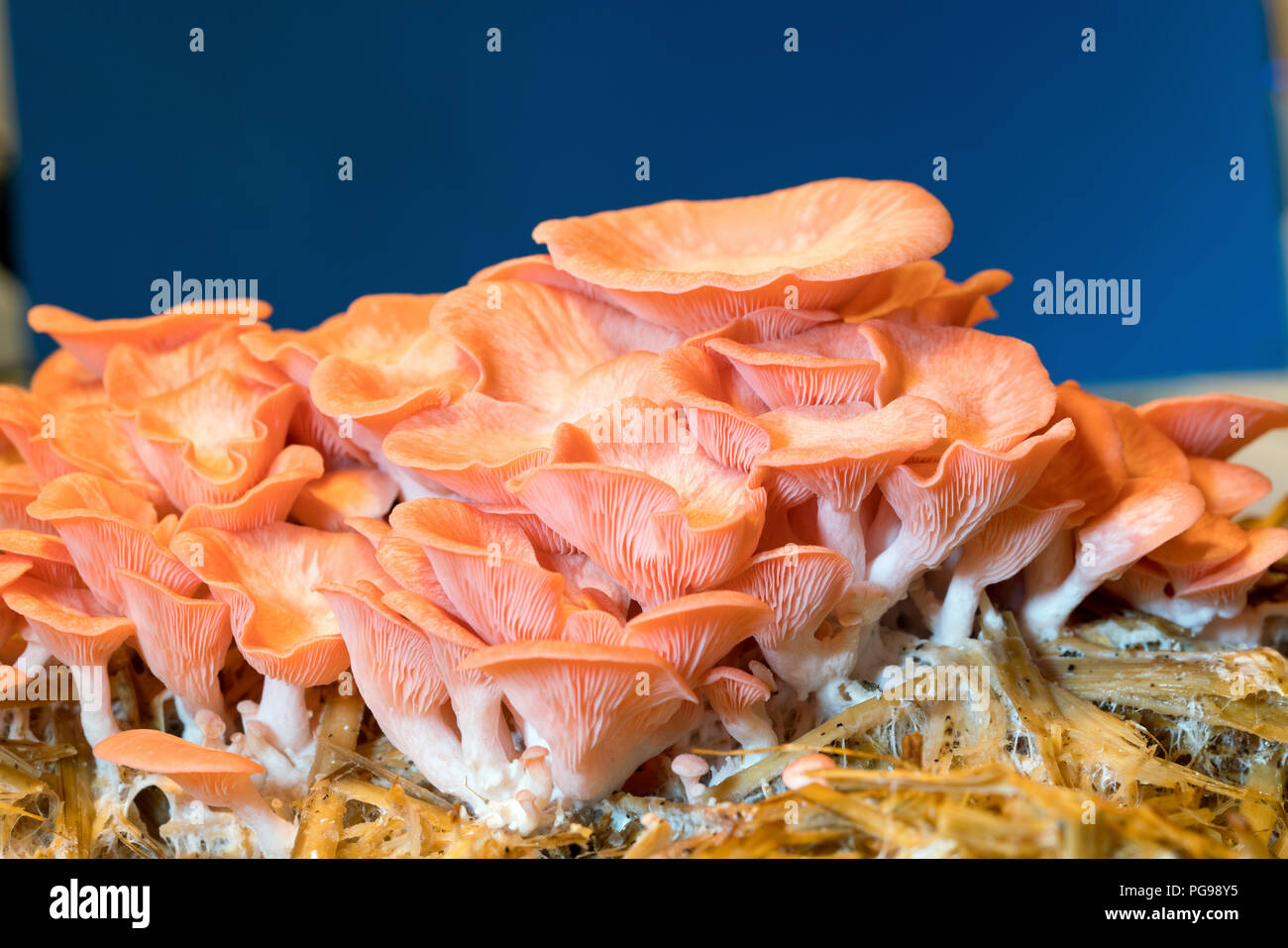 Pink Oyster (Pleurotus djamor) Pilze. Stockfoto