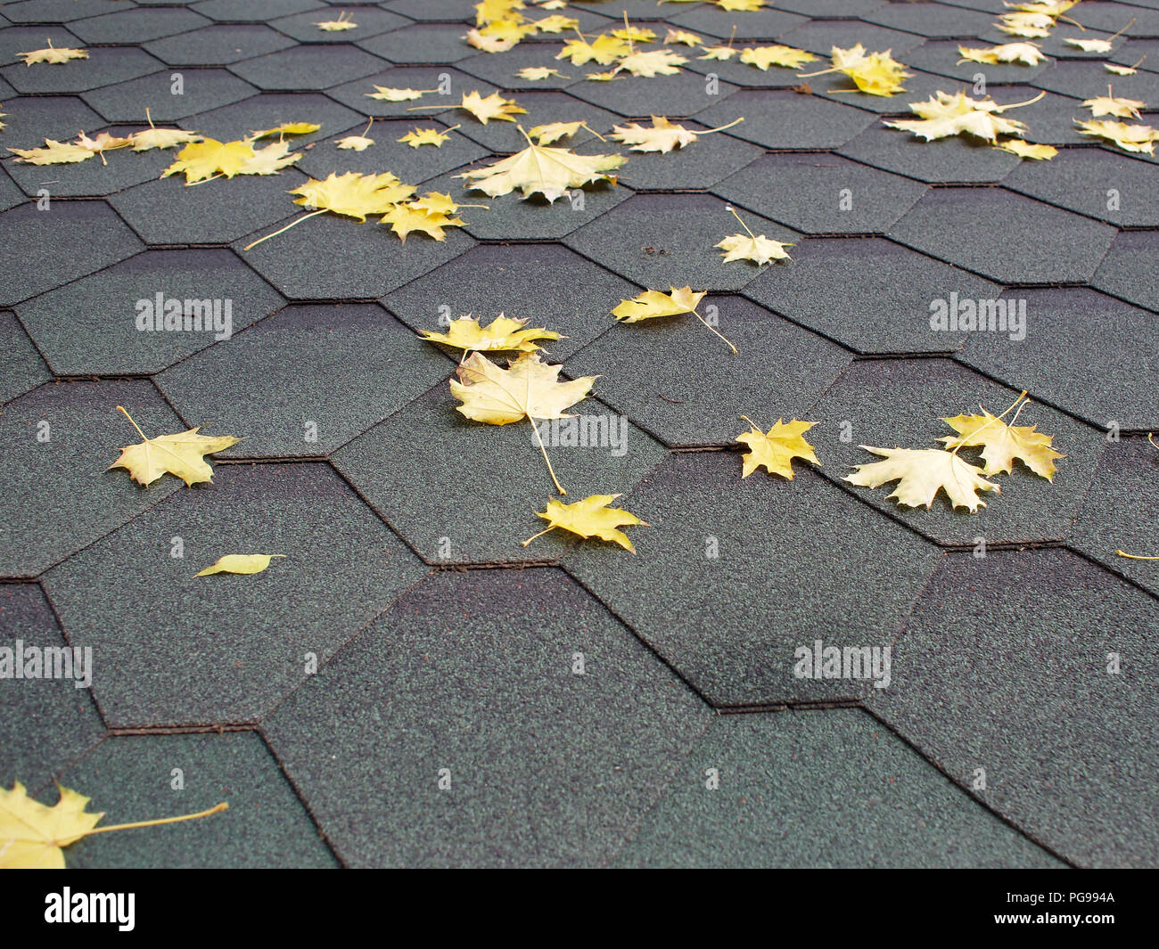 Herbst Ahorn Blätter auf einem Cover von Dacheindeckung Stockfoto