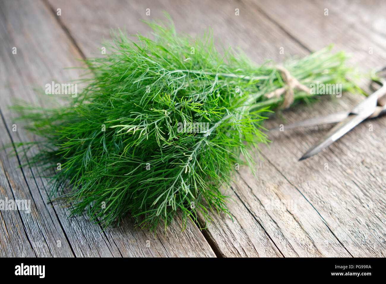 Bündel frischer grüner Dill und Schere auf Holzbrett. Stockfoto