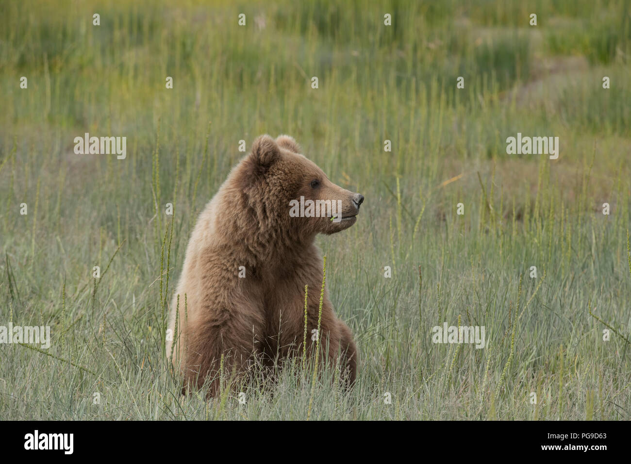 Braunbär, an der Küste von Alaska Lake Clark National Park Stockfoto