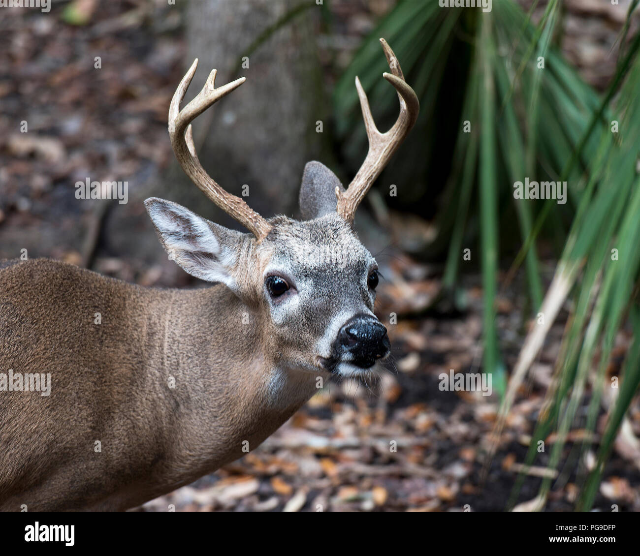 Rotwild Florida Key Deer Tier close-up Head View, Geweihe, Ohren, Augen, Nase, in seiner Umwelt und Umgebung, mit einem Bokeh Hintergrund. Bild Foto. Stockfoto