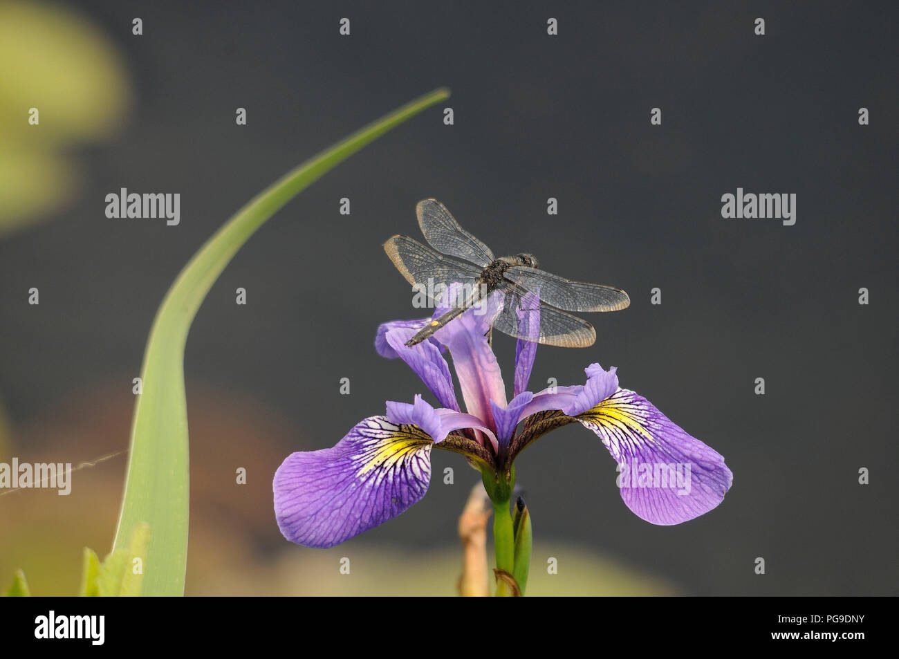 Dragonfly Doppelflügeln close-up Profil auf einem Iris Blume mit einem Bokeh Hintergrund in seiner Umgebung und Umwelt. Bild. Foto. Bild. Porträt. Stockfoto