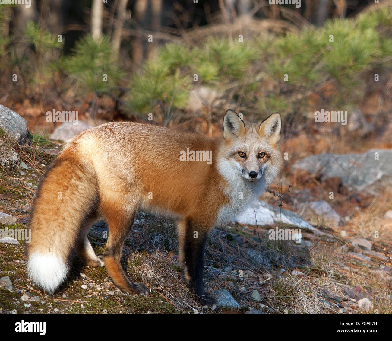 Red Fox Tier close-up Profil anzeigen in seiner Umwelt und Umgebung. Stockfoto