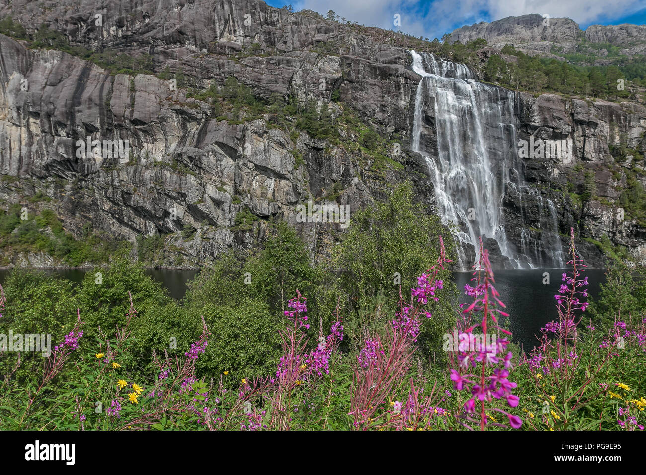 Norwegische malerischer Natur mit Wasserfall und fireweed. Stockfoto