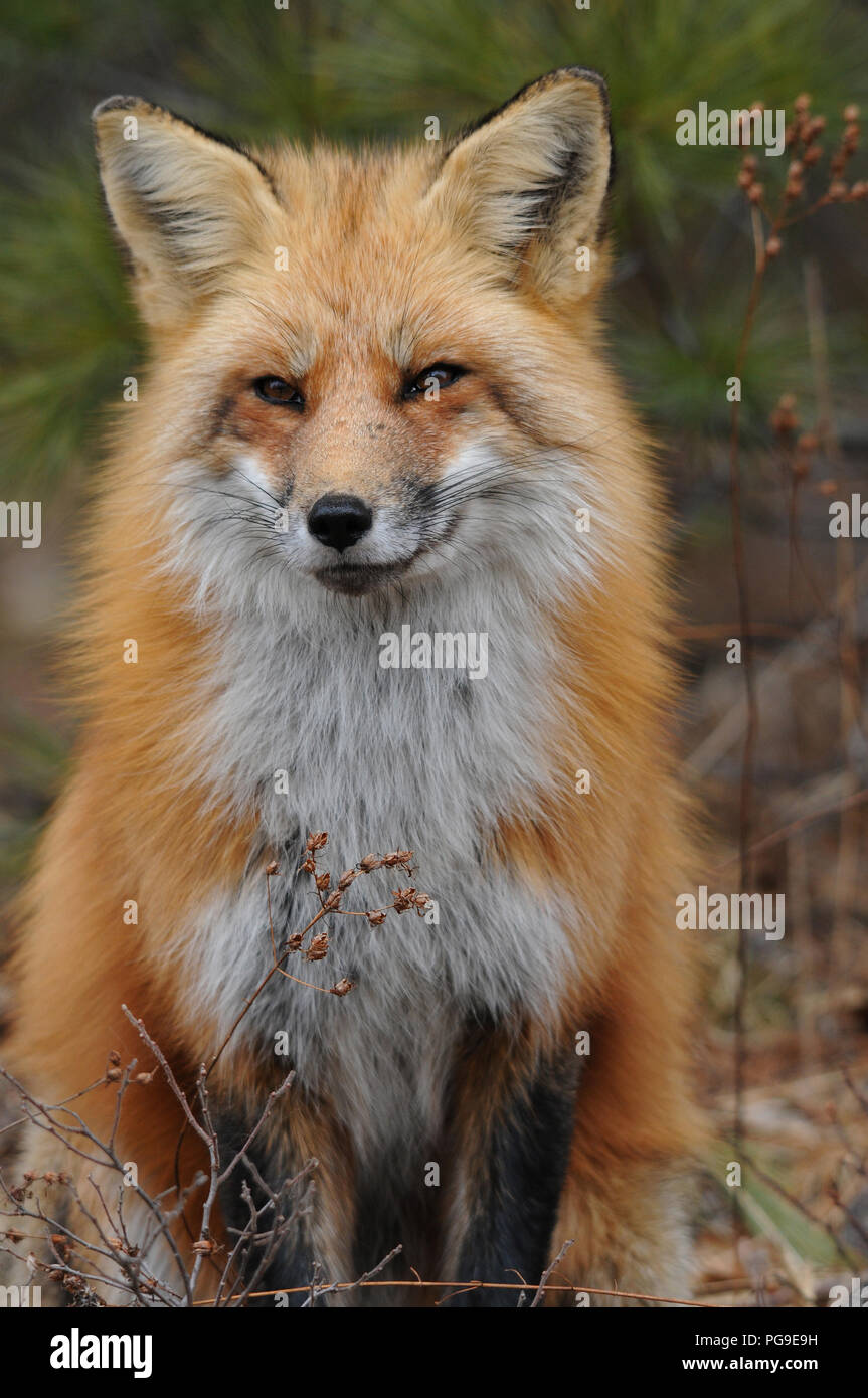 Red Fox Tier close-up Profil anzeigen in seiner Umwelt und Umgebung. Stockfoto