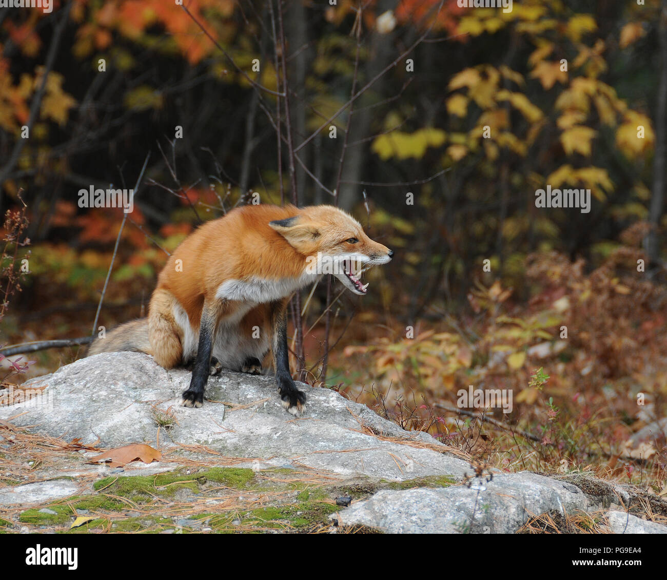 Red Fox Tier close-up Profil anzeigen in Schreien im Wald in seiner Umwelt und Umgebung. Stockfoto