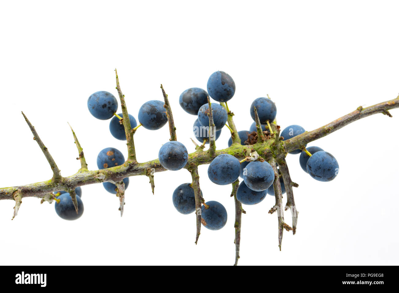 Beeren wachsen auf einem sloe, blackthorn Zweig, Prunus Spinosa. Die Frucht der schlehe wird häufig verwendet, um Geschmack alkoholische Getränke mit Sloe Gin auf Stockfoto