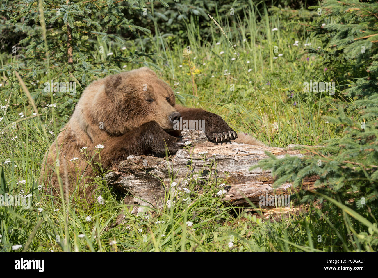 Braunbär, an der Küste von Alaska Lake Clark National Park Stockfoto