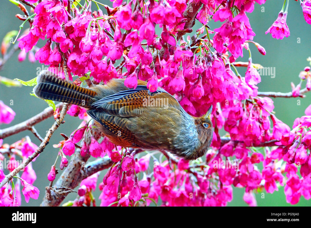 Formosan barwing Fotos und Bildmaterial in hoher Auflösung Alamy