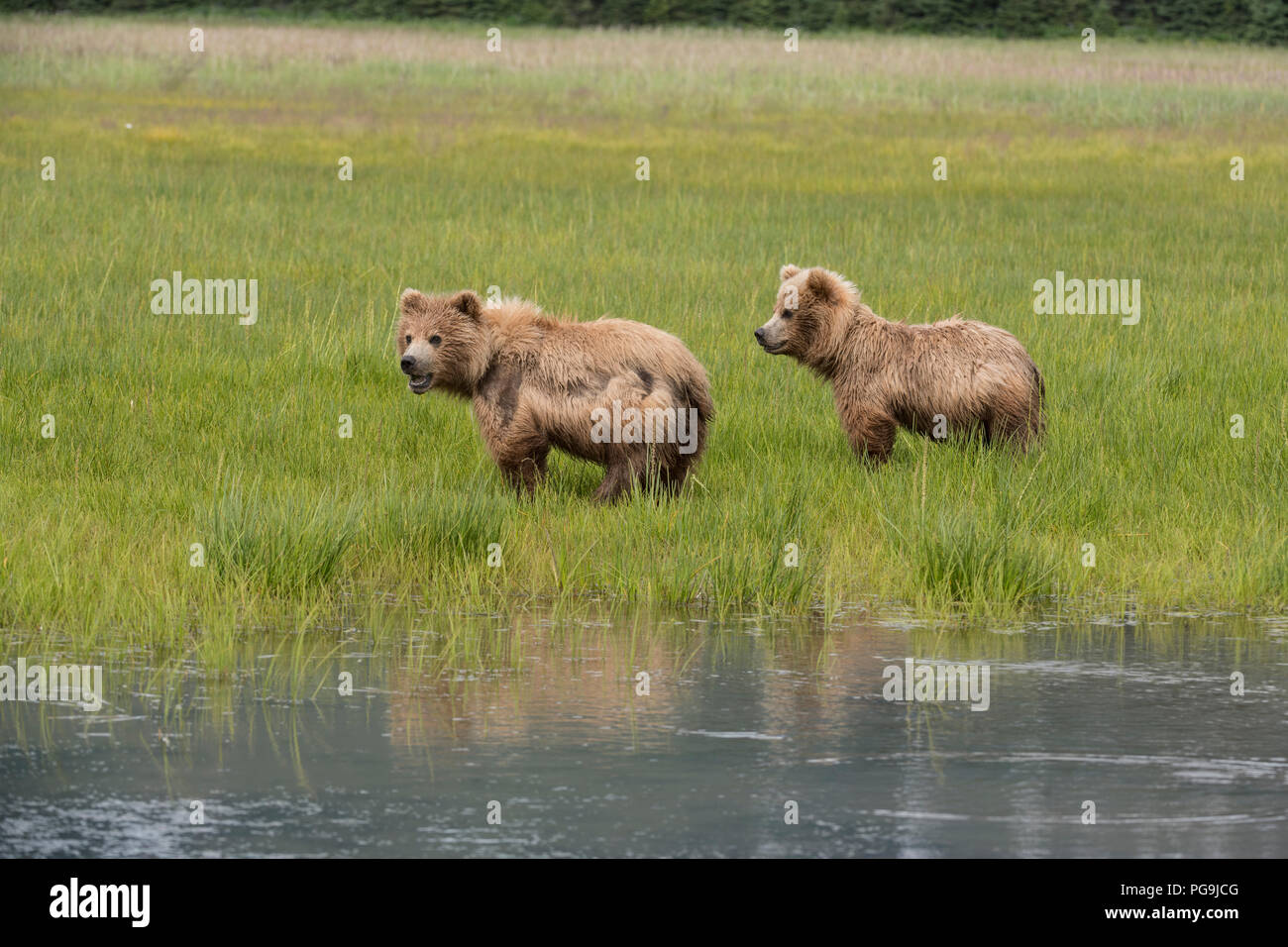 Braunbär, an der Küste von Alaska Lake Clark National Park Stockfoto