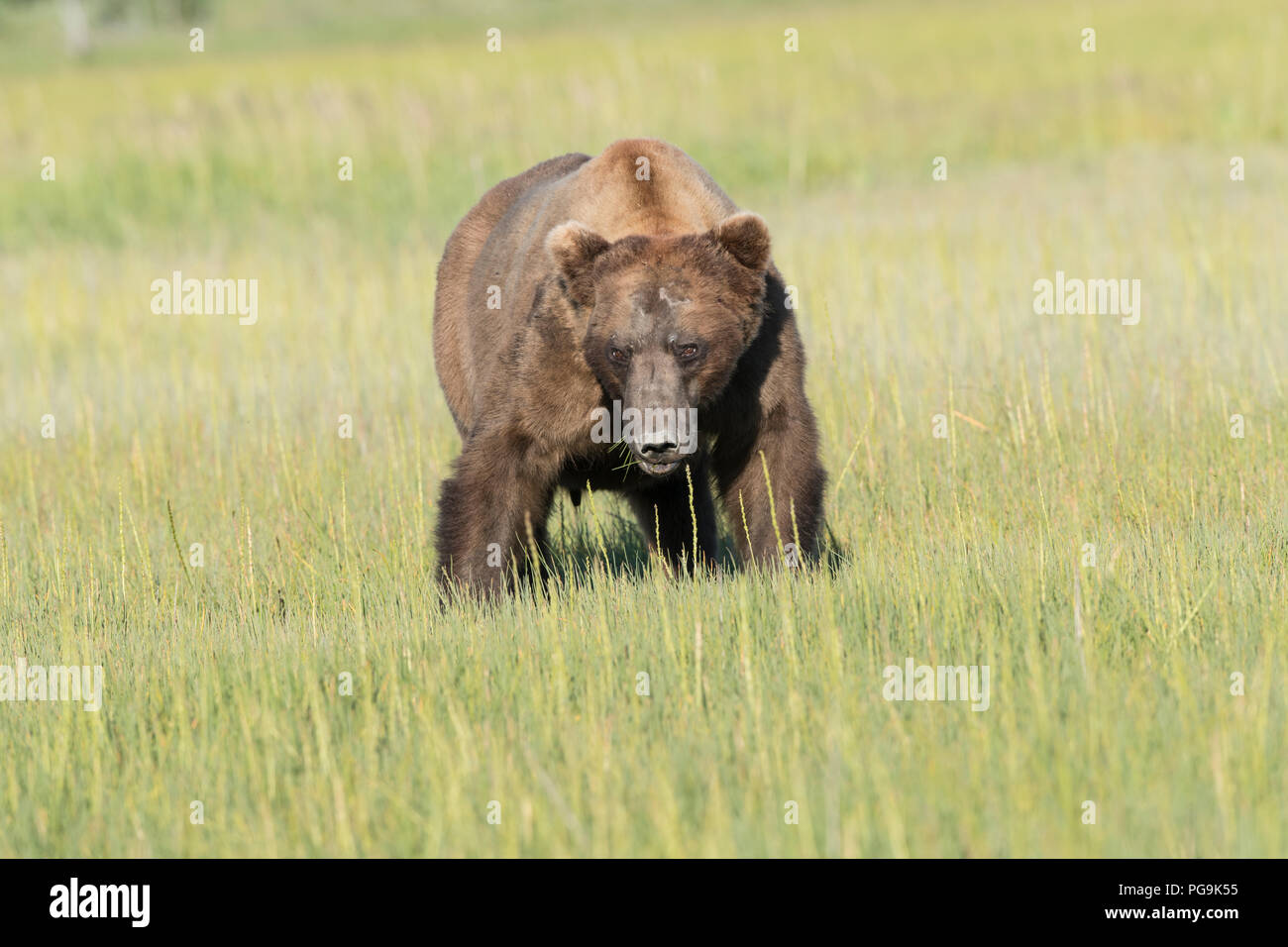 Braunbär, an der Küste von Alaska Lake Clark National Park Stockfoto