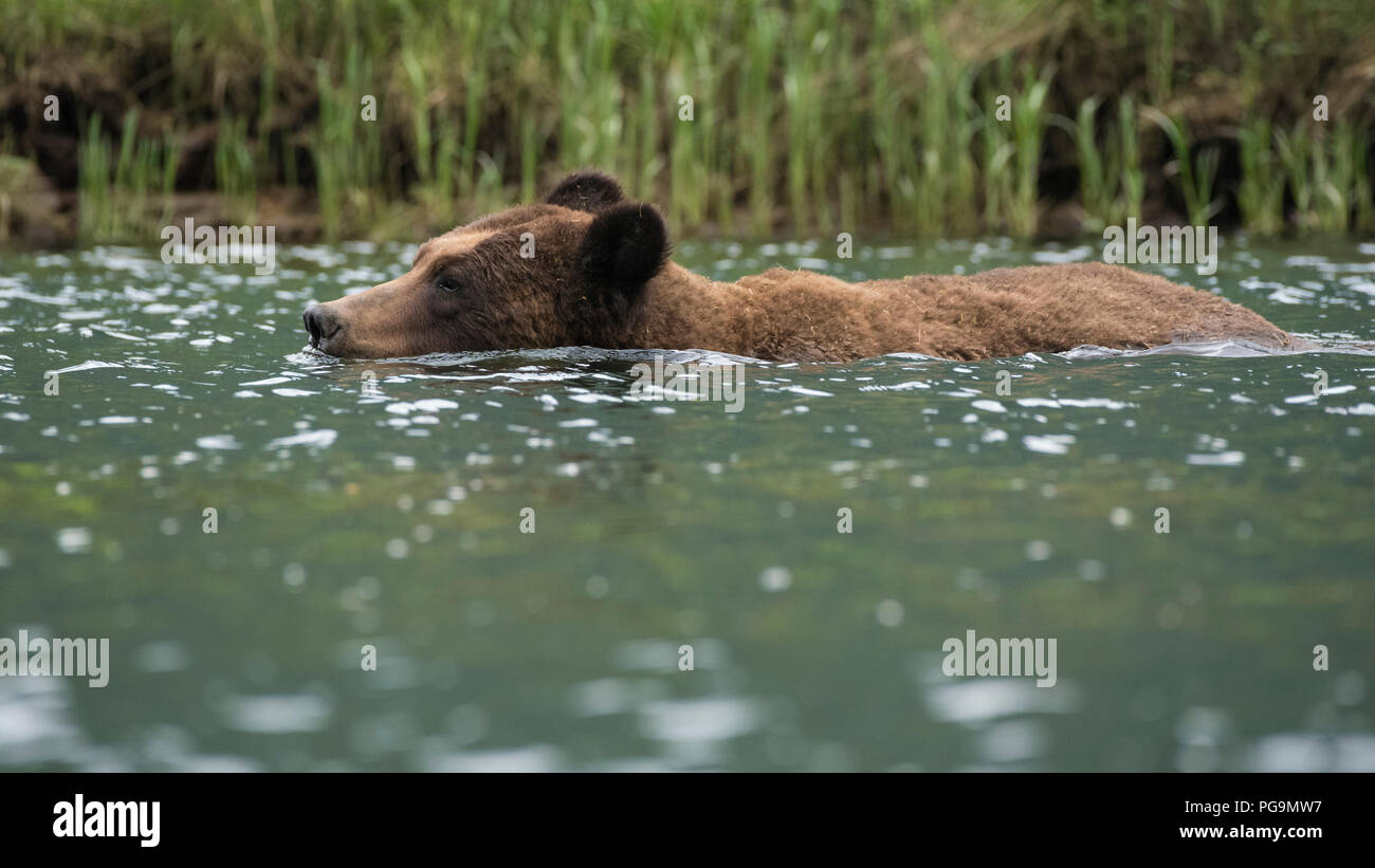 Erwachsene männliche Grizzlybären, Braunbär, Ursus arctos, waten in der Das Khutzeymateen Inlet, British Columbia, Kanada Stockfoto