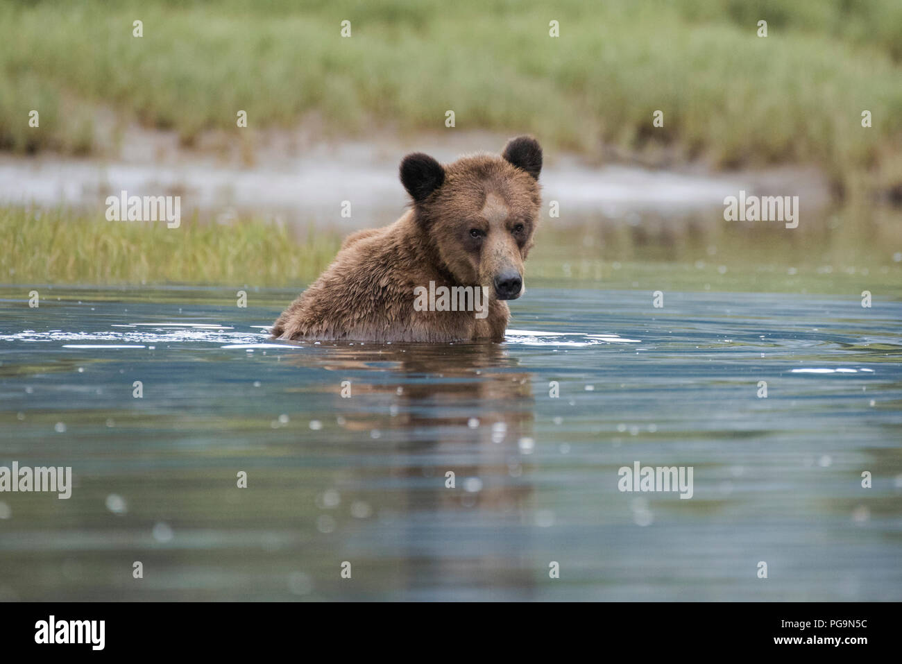 Erwachsene männliche Grizzlybären, Braunbär, Ursus arctos, waten in der Das Khutzeymateen Inlet, British Columbia, Kanada Stockfoto