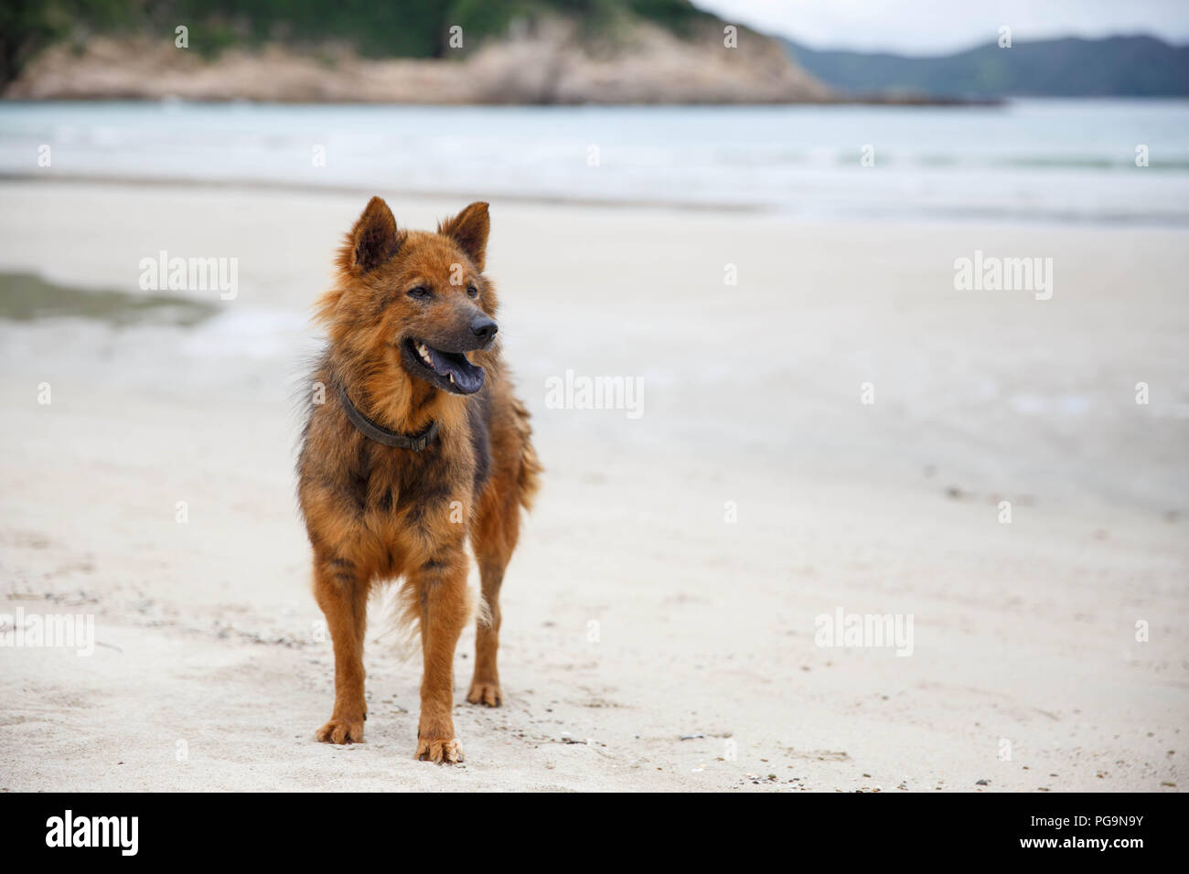 Strand Hund Nachmittags Stockfoto