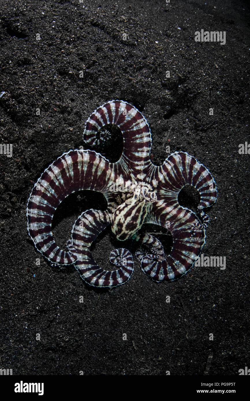 Eine seltene Mimik Oktopus kriecht über den schwarzen Sand der Lembeh Strait, Indonesien. Diese kopffüßler können das Aussehen und Verhalten von anderen Arten zu imitieren. Stockfoto