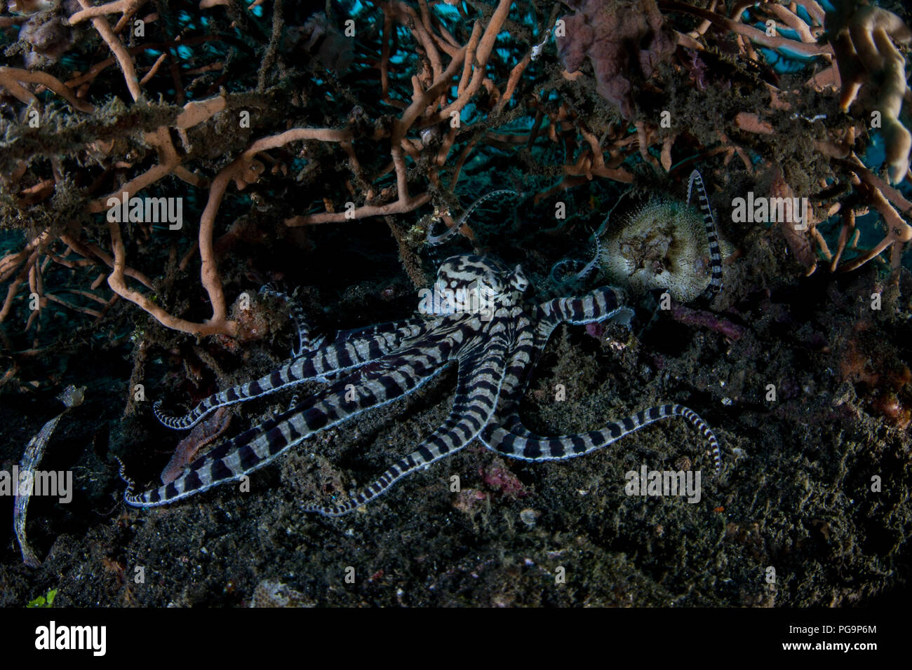 Eine seltene Mimik Oktopus kriecht über den schwarzen Sand der Lembeh Strait, Indonesien. Diese kopffüßler können das Aussehen und Verhalten von anderen Arten zu imitieren. Stockfoto