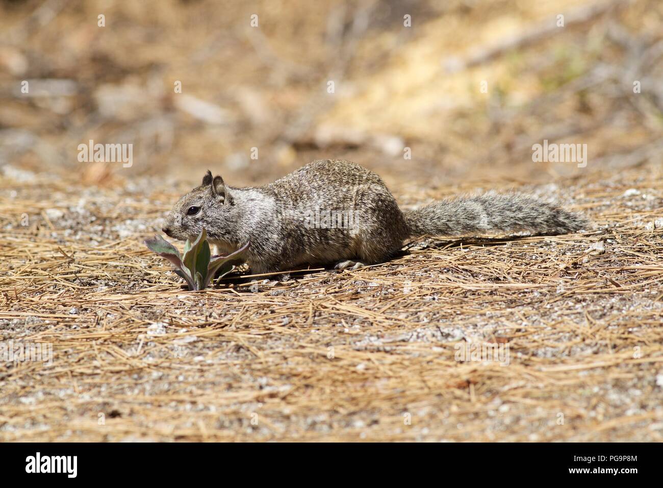 Kalifornien Erdhörnchen (Spermophilus beecheyi) unter Kiefernadeln, Yosemite National Park, Kalifornien Stockfoto
