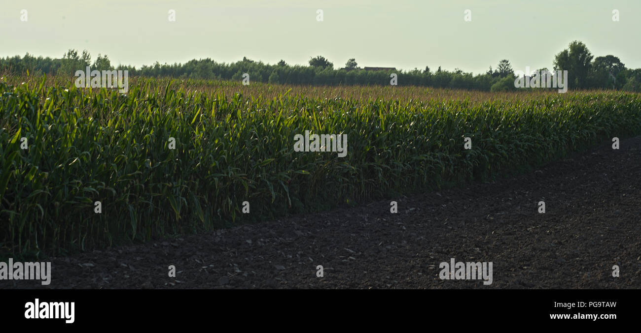 Seitliche Sicht auf Mais Feld an einem sonnigen Sommertag Stockfoto