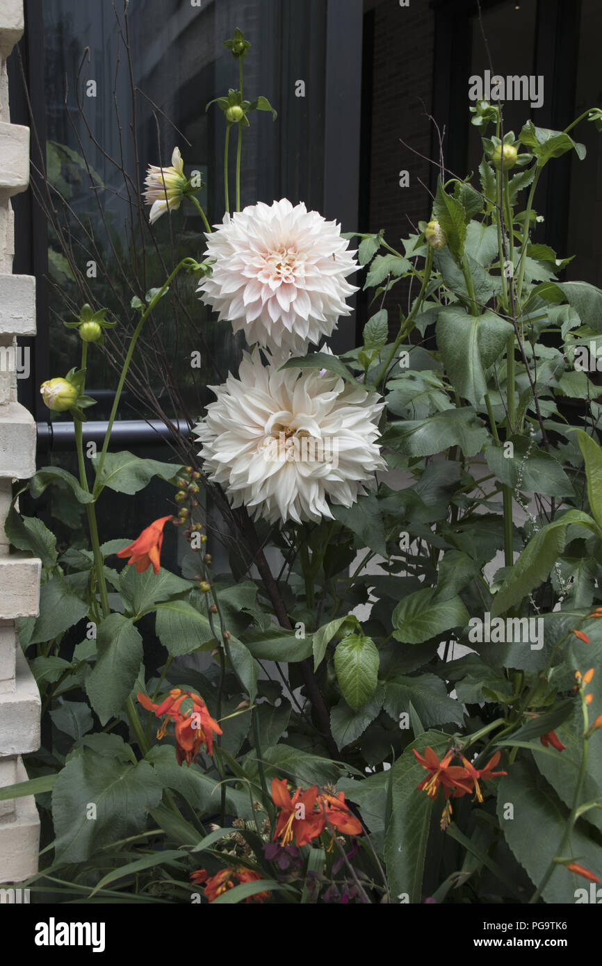 Dahlie 'Café au lait' im Innenhof, Petersham Baumschulen, King Street, Covent Garden, London Stockfoto