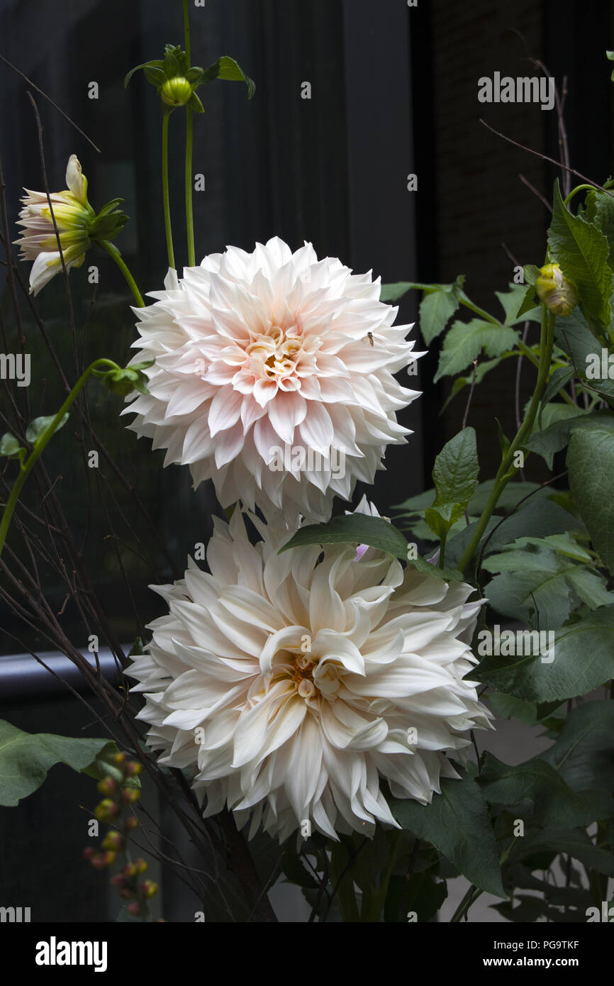 Dahlie 'Café au lait' im Innenhof, Petersham Baumschulen, King Street, Covent Garden, London Stockfoto