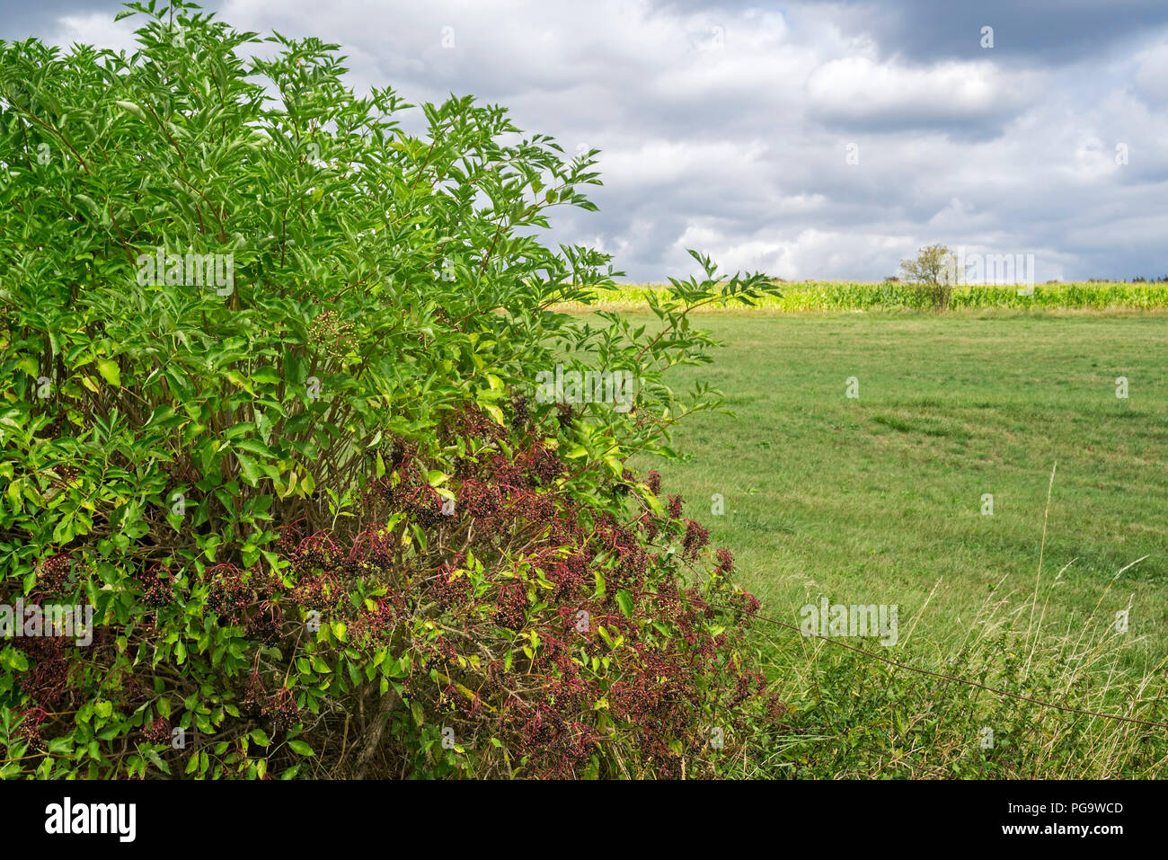 Ältere Europäische/Europäischen Holunder (Sambucus nigra), die hängenden Früchte Cluster von schwarzen Beeren im Sommer/Herbst Stockfoto