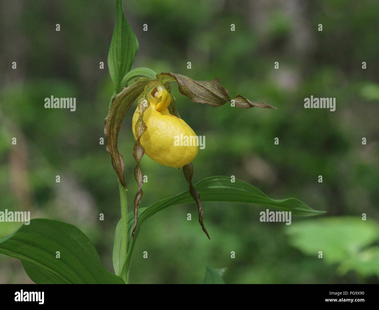 Porträt eines gelben Lady Slipper blühen. Stockfoto