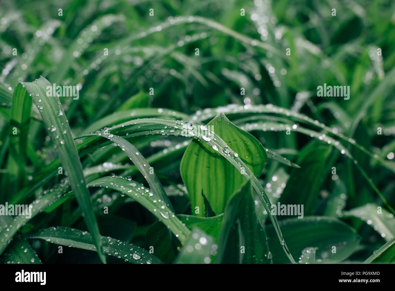 Tropfen Tau auf einem grünen frisches Gras in den Morgen. Natur Hintergrund Stockfoto
