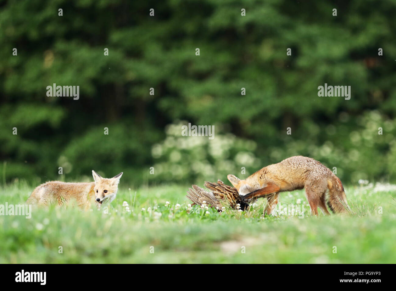 Zwei rote Füchse mit prey auf Wiese - Vulpes vulpes Stockfoto