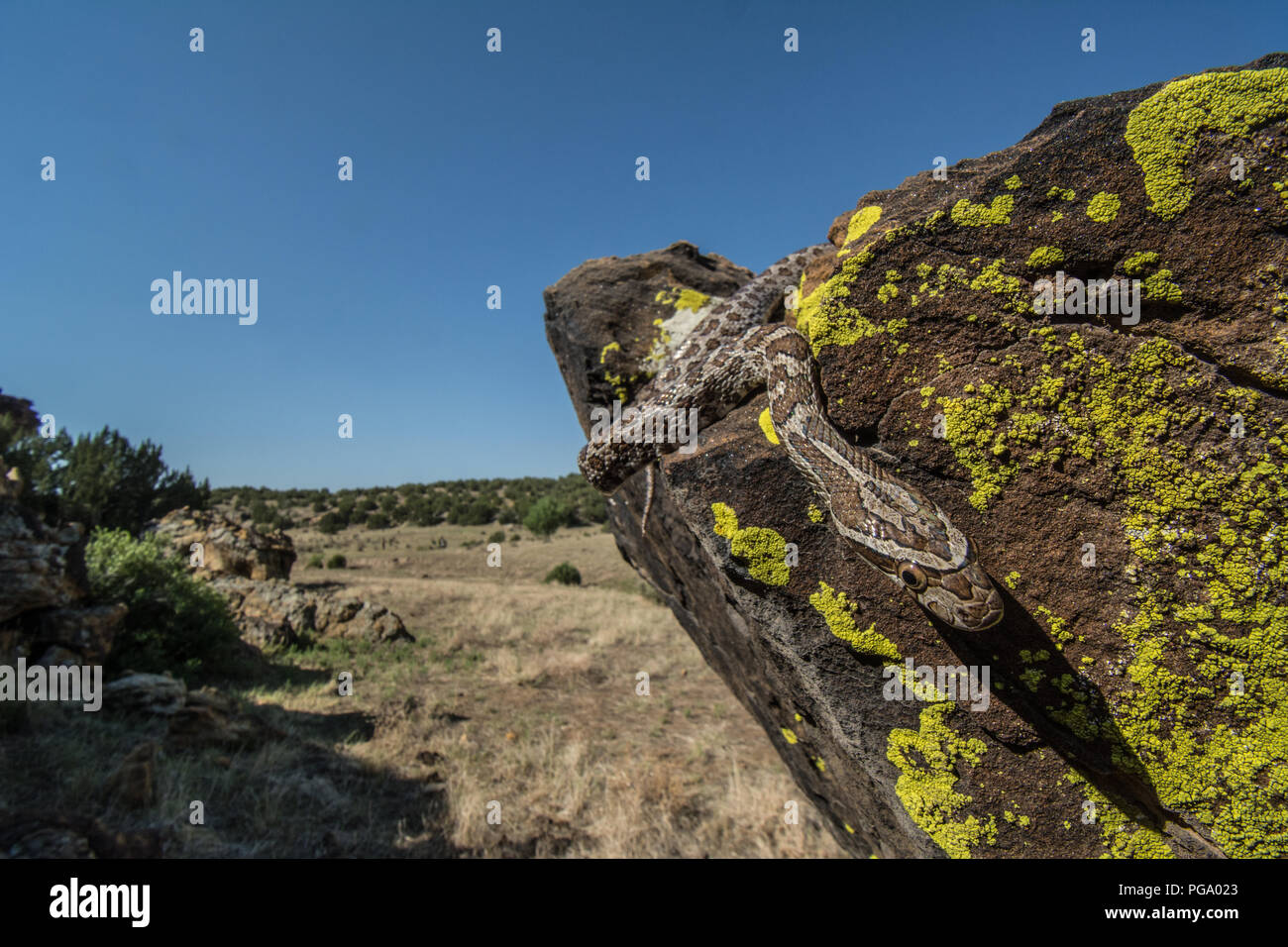 Great Plains Ratsnake (Pantherophis emoryi) Unterwegs in eine felsige Schlucht in Otero County, Colorado, USA, gefunden. Stockfoto