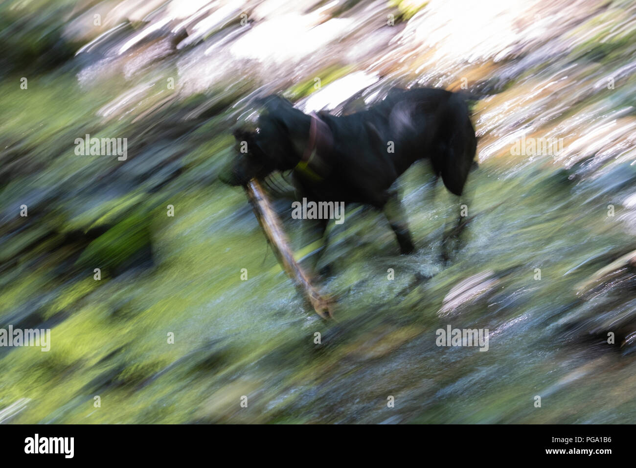 Verwischt das Bild von der Oberfläche der Wasser des Baches bei Sonnenschein, in der der Hund läuft auf lange Ausdauer fotografiert ist beleuchtet. Stockfoto