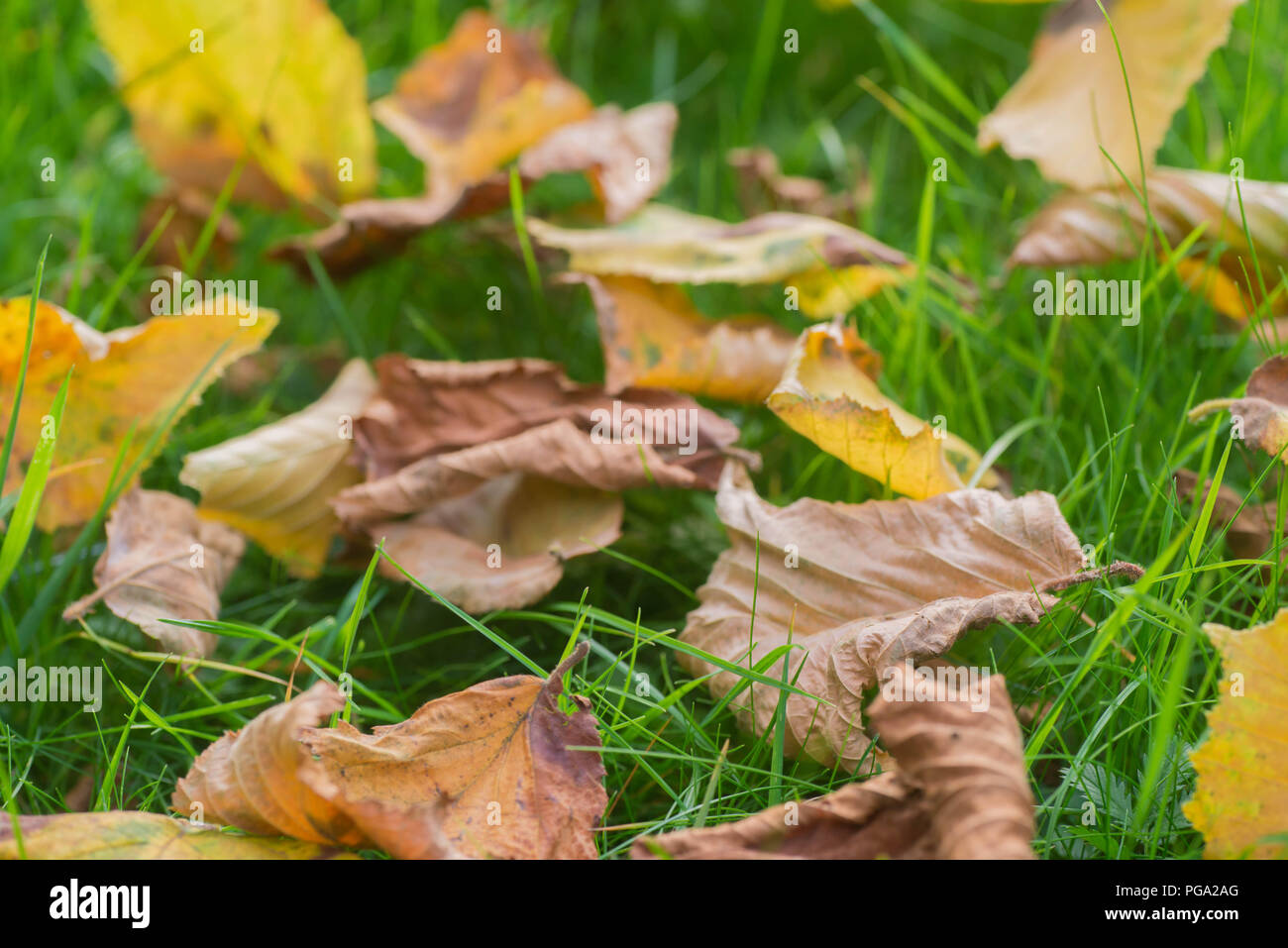 Gefallenen Blätter im Herbst auf dem Rasen Makro selektiven Fokus Stockfoto