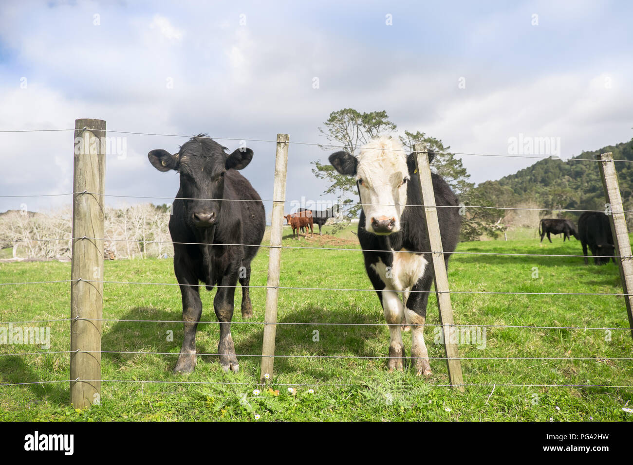 Bereich der Bullenkälber mit ungleichen Zaun in North Island, Neuseeland NZ. Rassen konnten Angus und Hereford Schwarz. Stockfoto