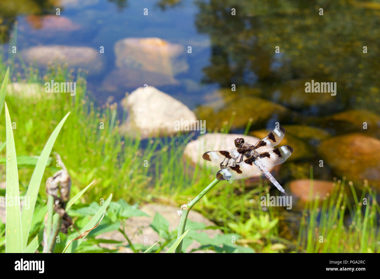 Große, schwarze und weiße Dragonfly thront auf einer Anlage über einen Gartenteich Stockfoto