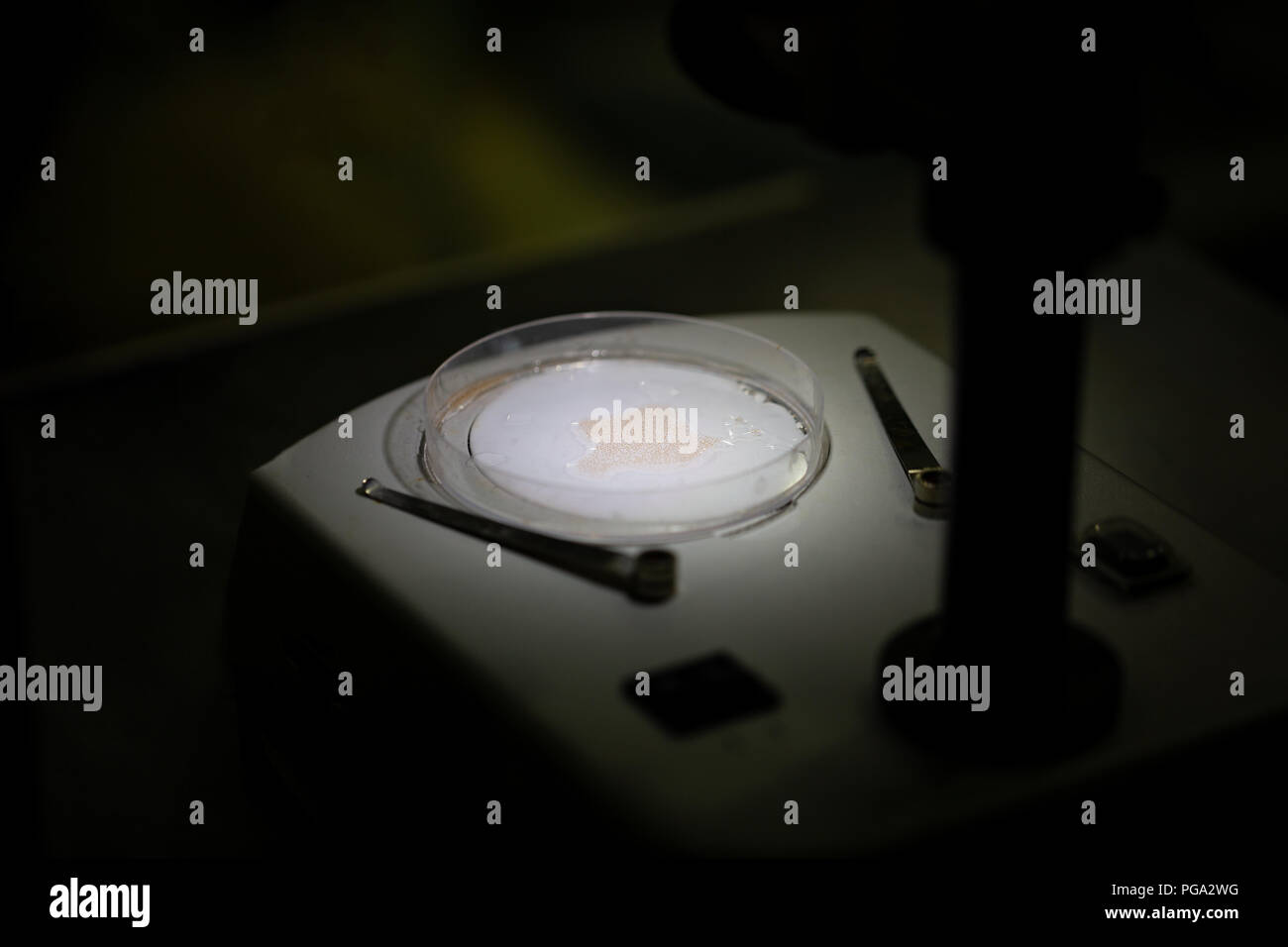 Plankton Probenvorbereitung auf Mikroskop Tabelle. Stockfoto