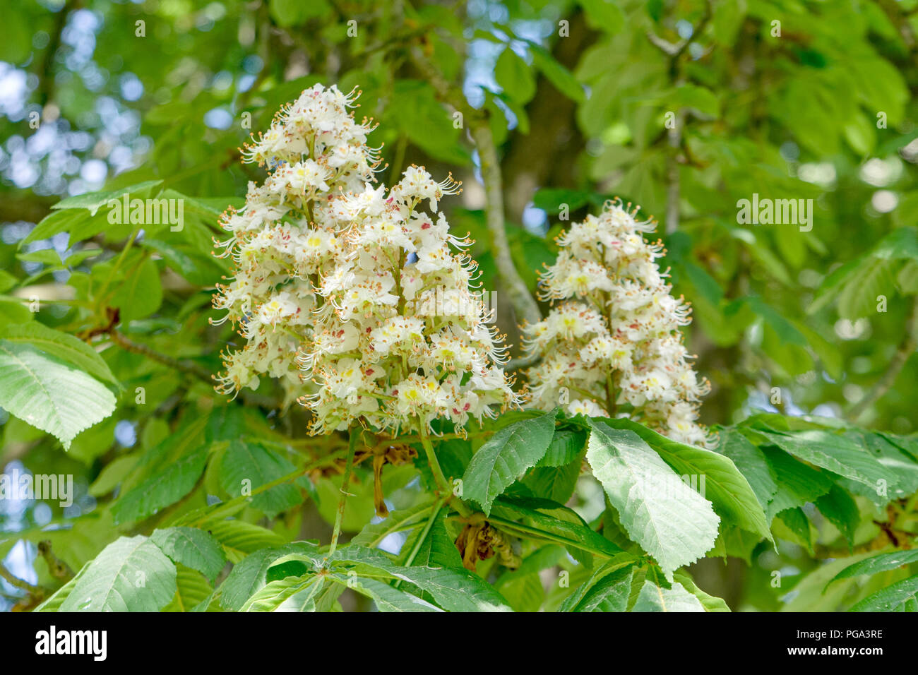 Die weißen Blüten der Rosskastanie Stockfoto