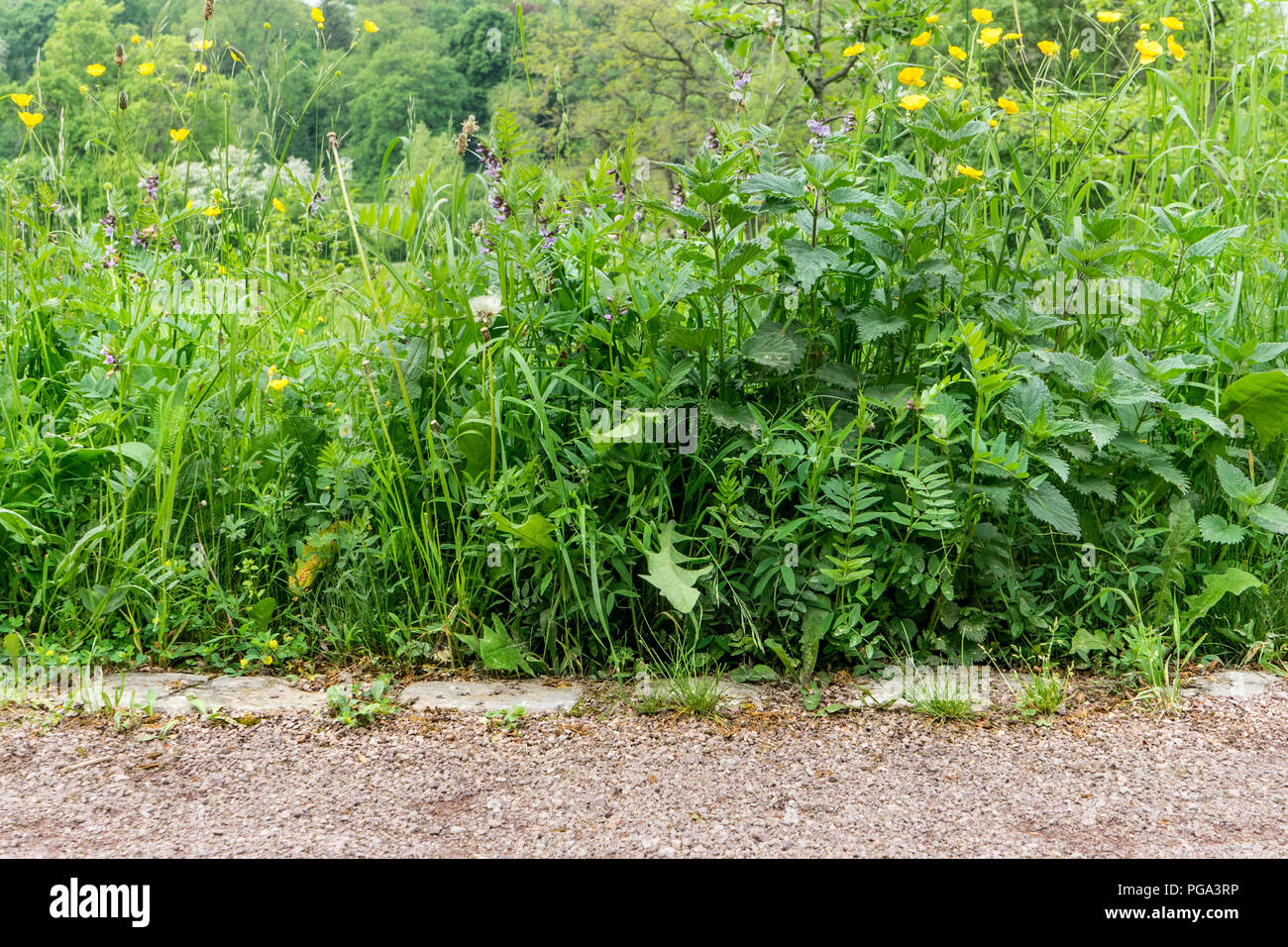 Weg mit verschiedenen Wildpflanzen Stockfoto