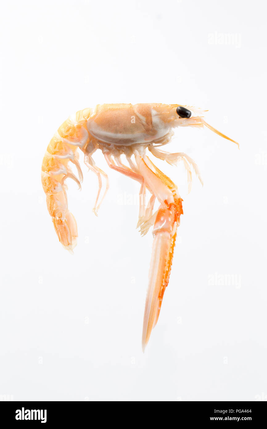 Eine einzige Rohe, Ungekochte schottischen Langustinen, Nephrops norvegicus, gekauft von einem Supermarkt und in einem Studio fotografiert auf einem weißen Hintergrund. Die la Stockfoto