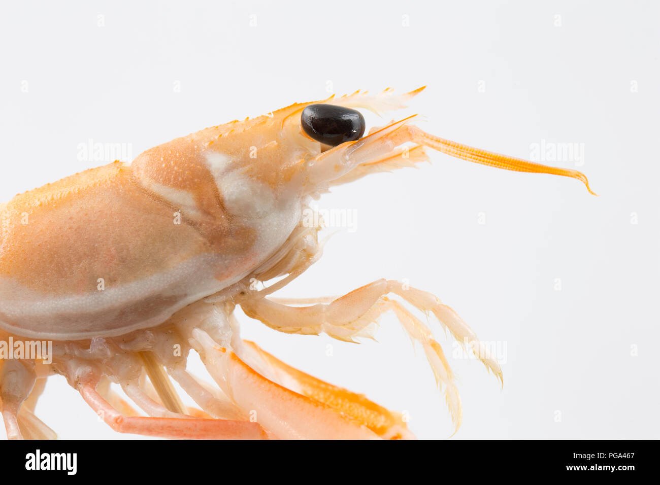 Eine einzige Rohe, Ungekochte schottischen Langustinen, Nephrops norvegicus, gekauft von einem Supermarkt und in einem Studio fotografiert auf einem weißen Hintergrund. Die la Stockfoto