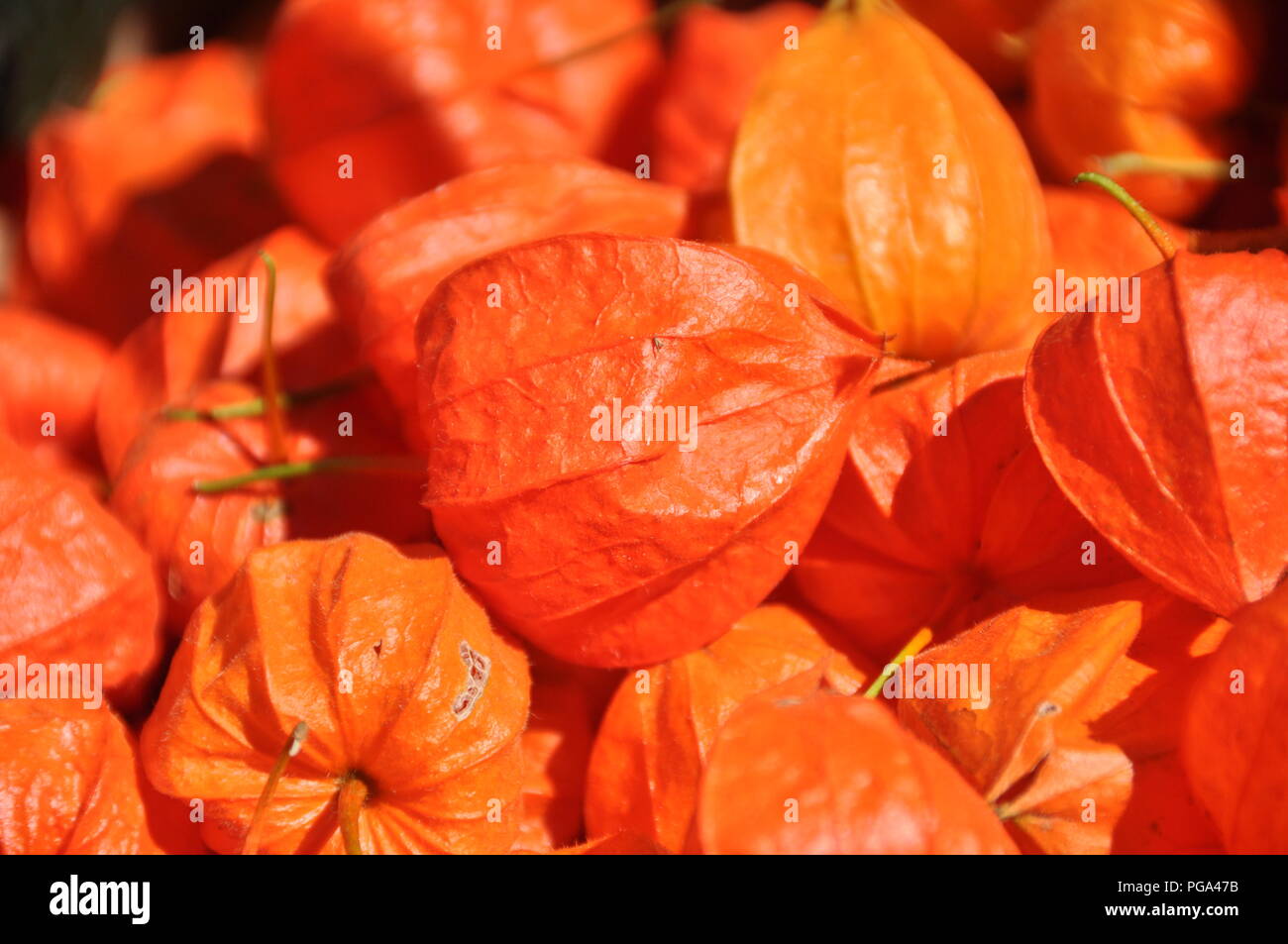 Orange Rot Physalis alkekengi, Blase, Kirsche, Chinesische Laterne Stockfoto