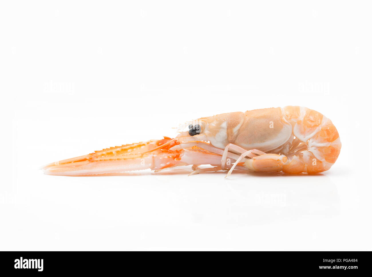 Eine einzige Rohe, Ungekochte schottischen Langustinen, Nephrops norvegicus, gekauft von einem Supermarkt und in einem Studio fotografiert auf einem weißen Hintergrund. Die la Stockfoto