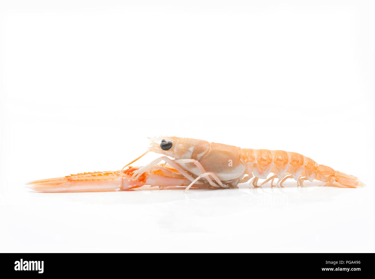 Eine einzige Rohe, Ungekochte schottischen Langustinen, Nephrops norvegicus, gekauft von einem Supermarkt und in einem Studio fotografiert auf einem weißen Hintergrund. Die la Stockfoto