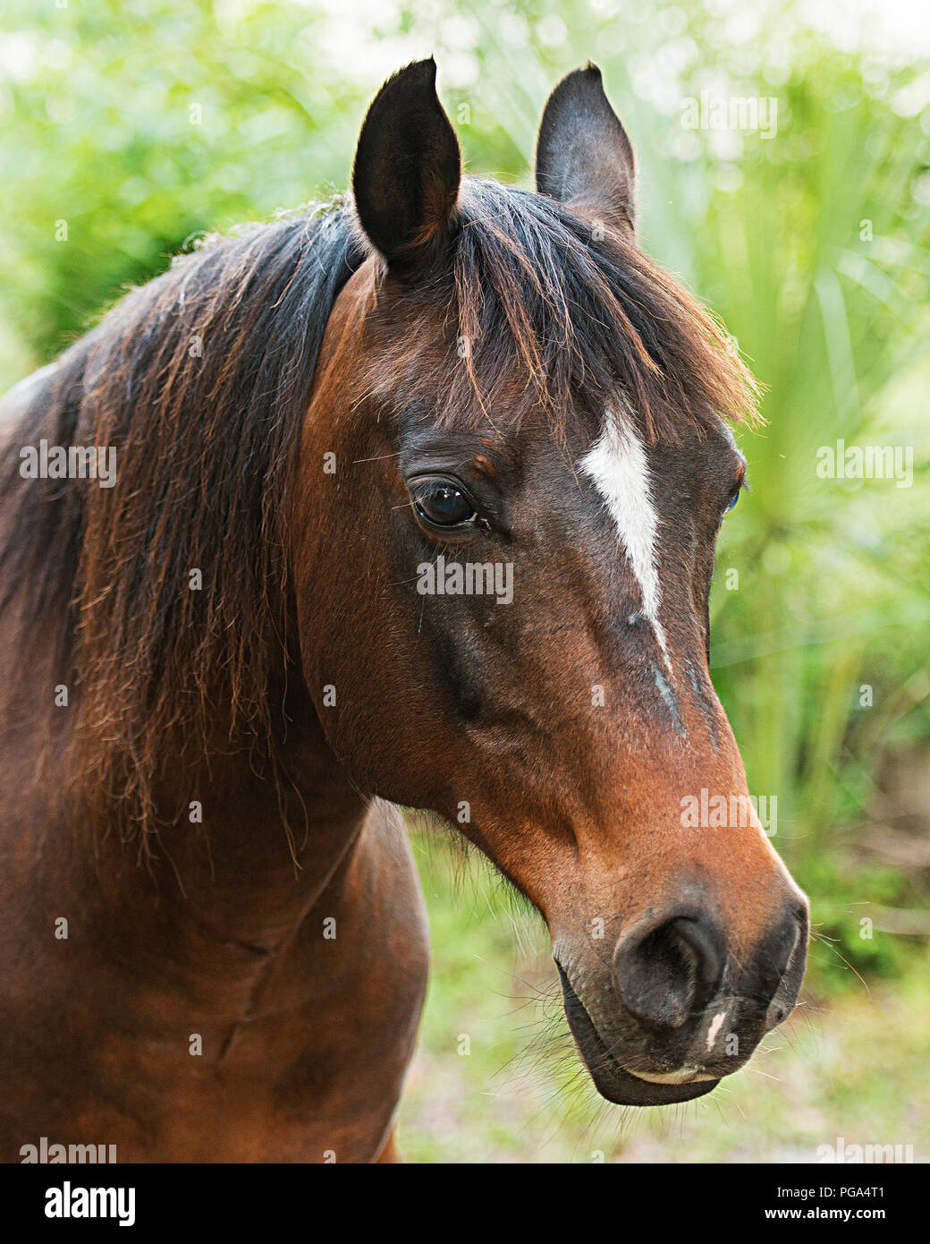Pferd Tier Kopf Nahaufnahme Seite Profil anzeigen mit einem Bokeh Hintergrund. Bild. Foto. Bild. Porträt. Stockfoto